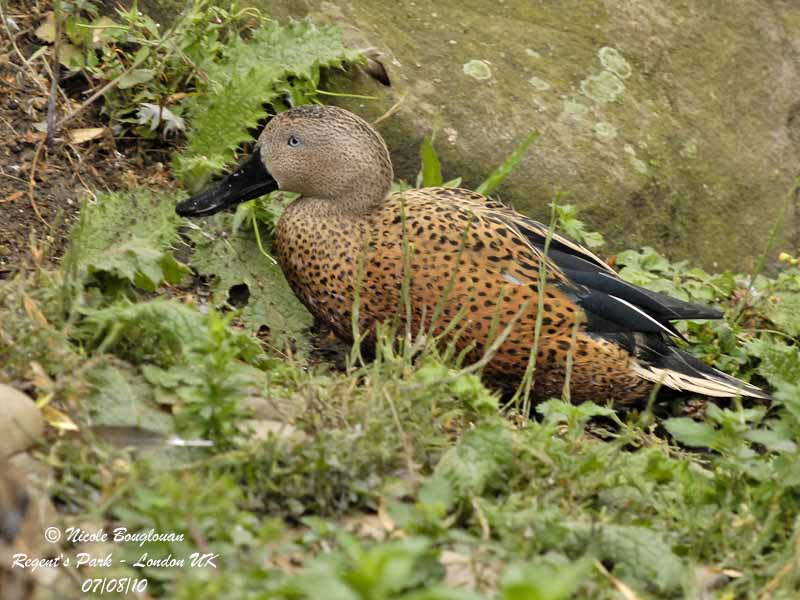 RED-SHOVELER