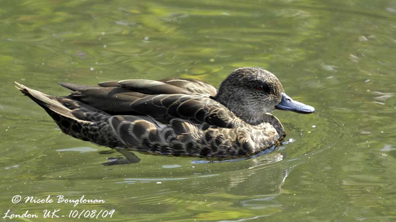 CHESTNUT TEAL female - ANAS CASTANEA - SARCELLE ROUSSE