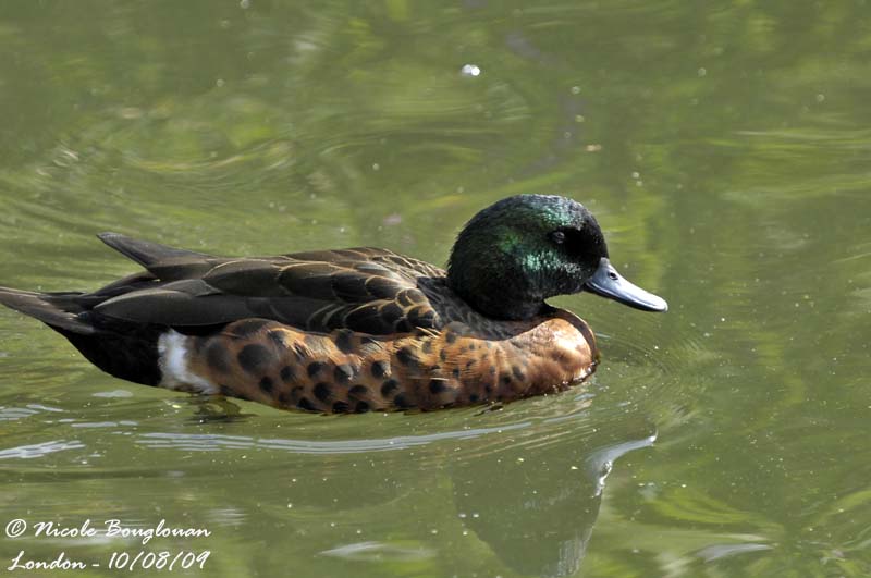 CHESTNUT TEAL male - ANAS CASTANEA - SARCELLE ROUSSE