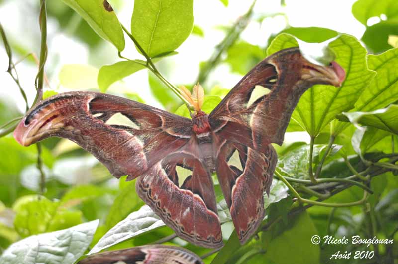 ATLAS MOTH - ATTACUS ATLAS - PAPILLON COBRA