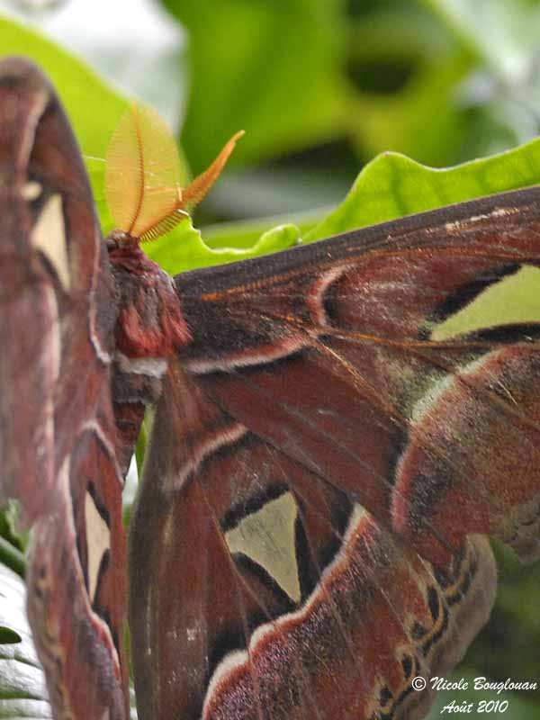 ATLAS MOTH - ATTACUS ATLAS - PAPILLON COBRA