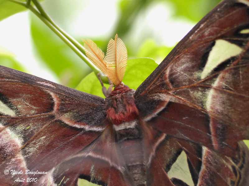ATLAS MOTH - ATTACUS ATLAS - PAPILLON COBRA