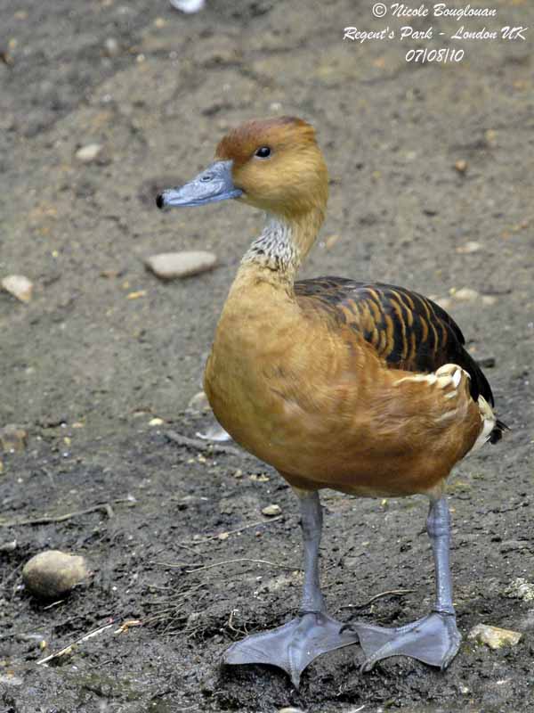 Fulvous-Whistling-Duck