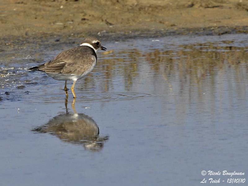 Common Ringed Plover