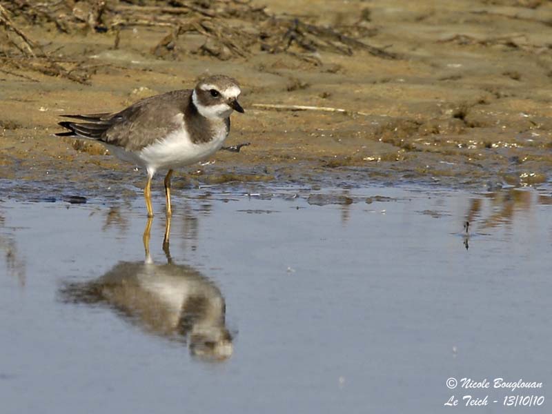 Common Ringed Plover