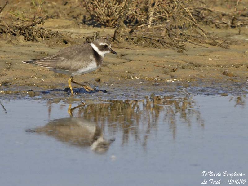 Common Ringed Plover