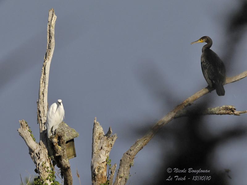 LITTLE EGRET- GREAT CORMORANT