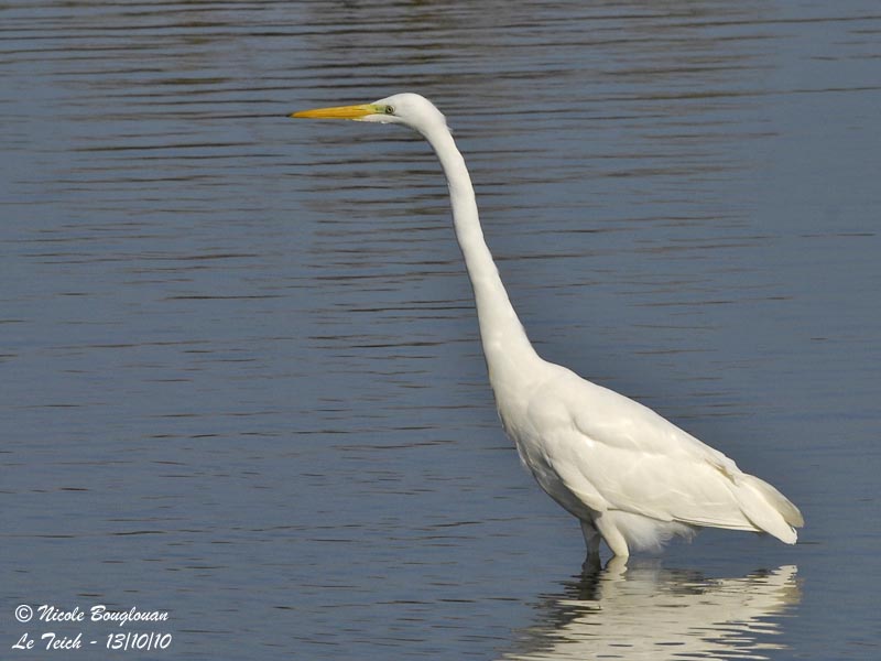 GREAT EGRET FLIGHT