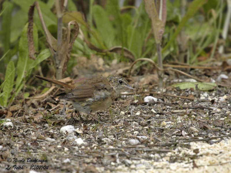Common Nightingale juvenile