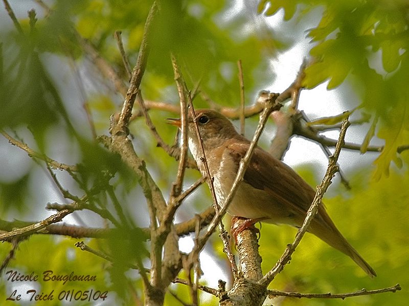 Common Nightingale adult