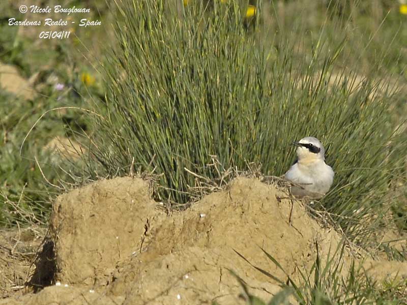 Northern Wheatear