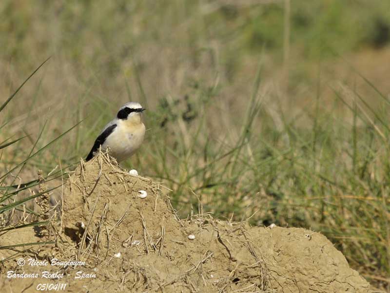 Northern Wheatear