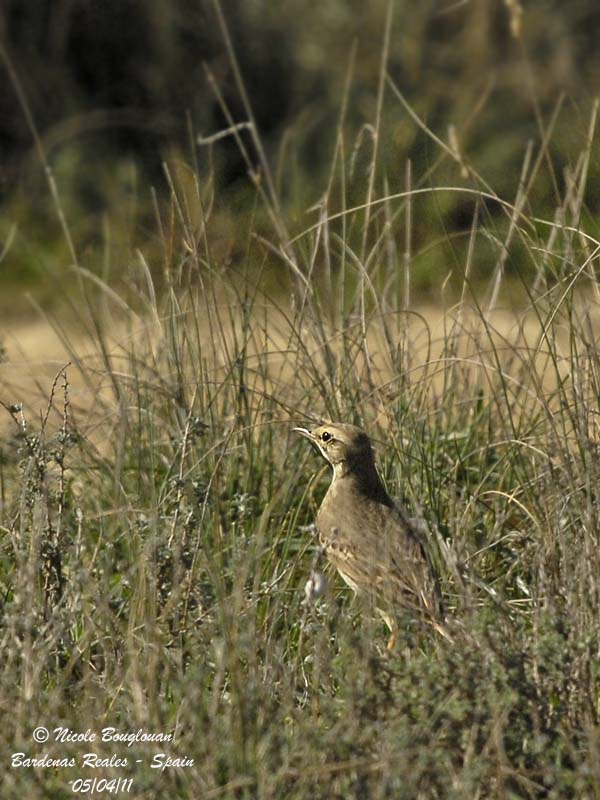 Tawny Pipit