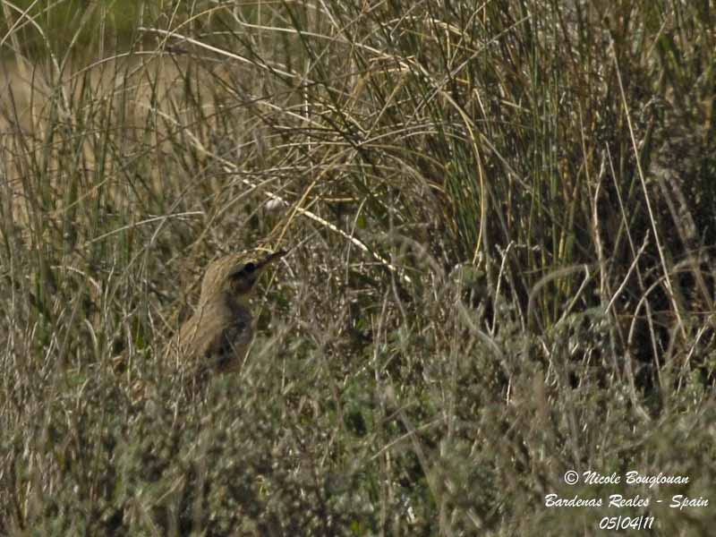 Tawny Pipit