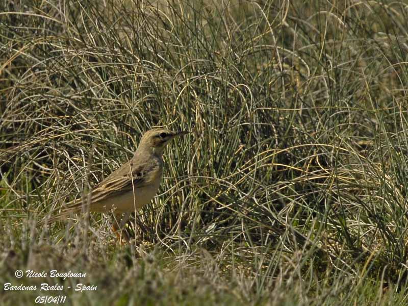 Tawny Pipit