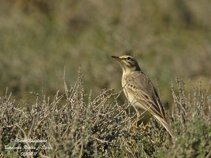 Tawny Pipit