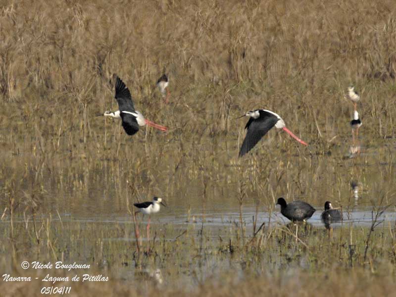 Black-winged Stilt