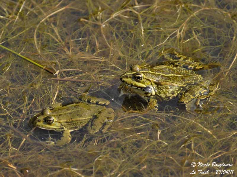 GREEN FROG - Rana Esculenta - Grenouille verte