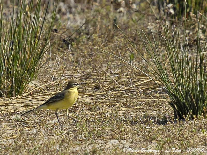 WESTERN YELLOW WAGTAIL