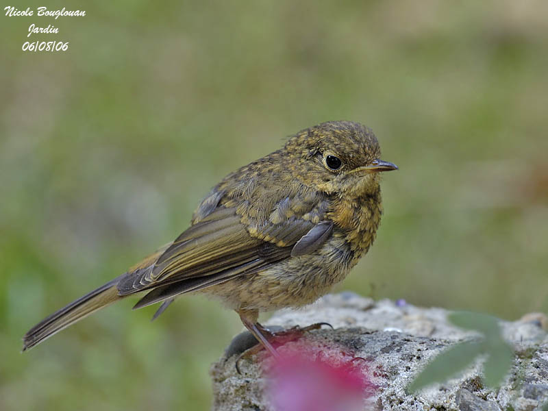 EUROPEAN ROBIN juvenile