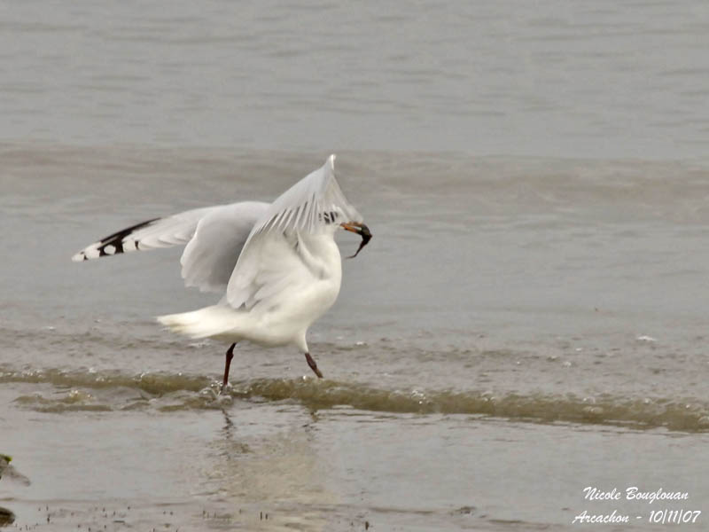 MEDITERRANEAN GULL