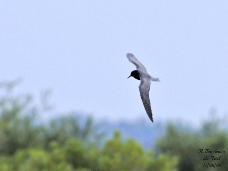 BLACK TERN - CHLIDONIAS NIGER - GUIFETTE NOIRE