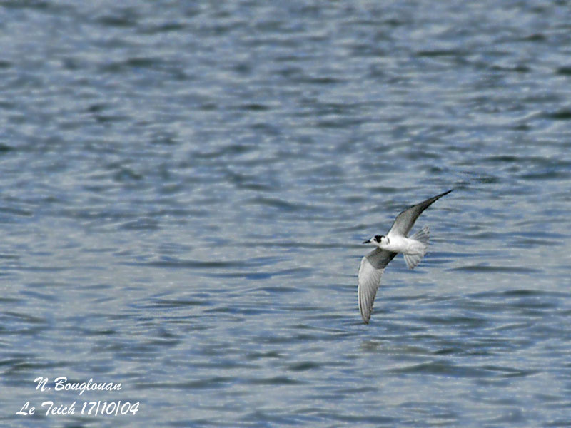 BLACK TERN - CHLIDONIAS NIGER - GUIFETTE NOIRE