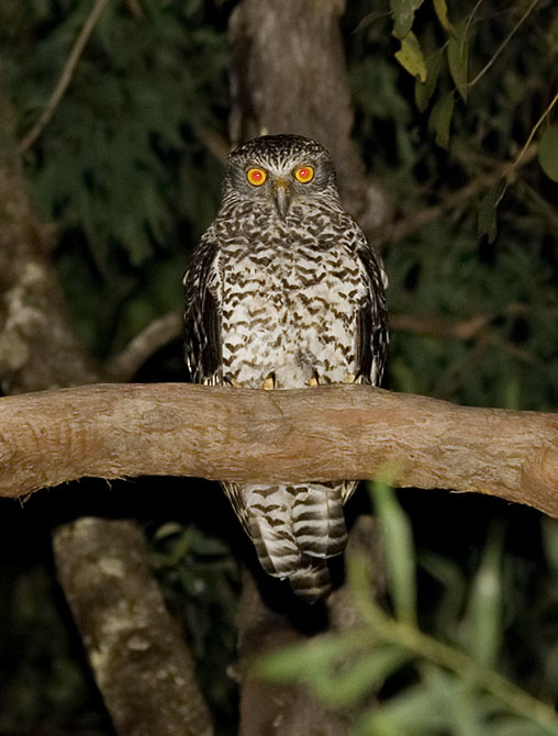Powerful Owl