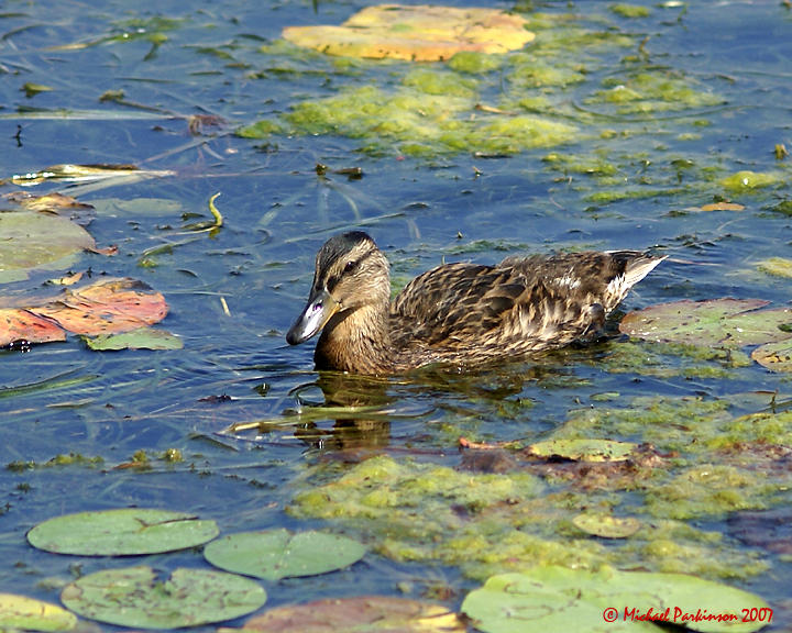 Mallards 01389 copy.jpg