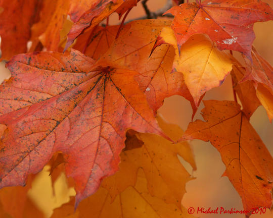 Leaf Peeping 09222 copy.jpg