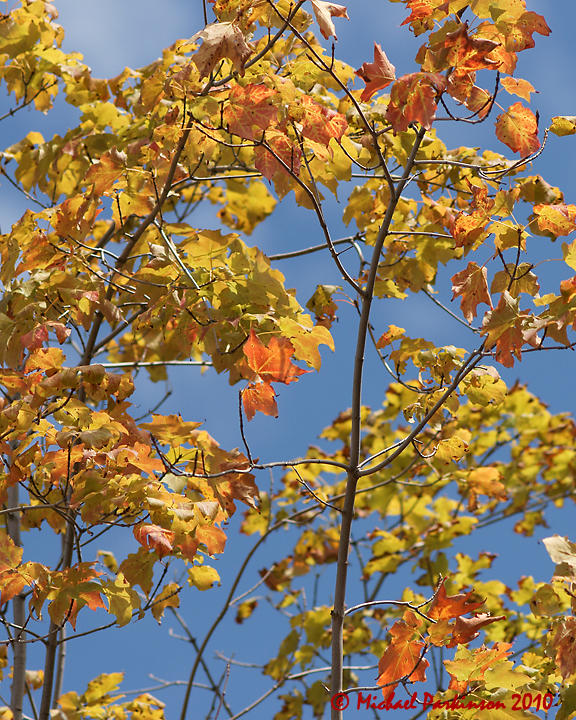 Leaf Peeping 09446 copy.jpg