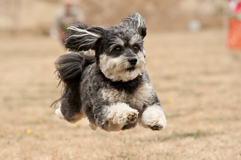 Doggie Dash