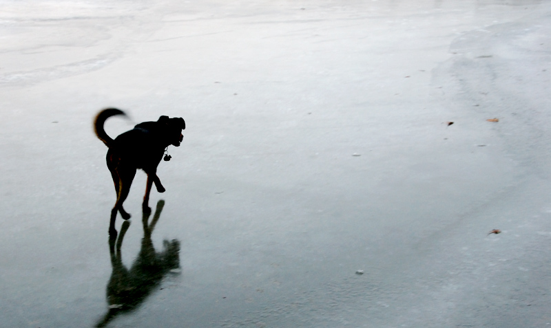 Walking the Dogs