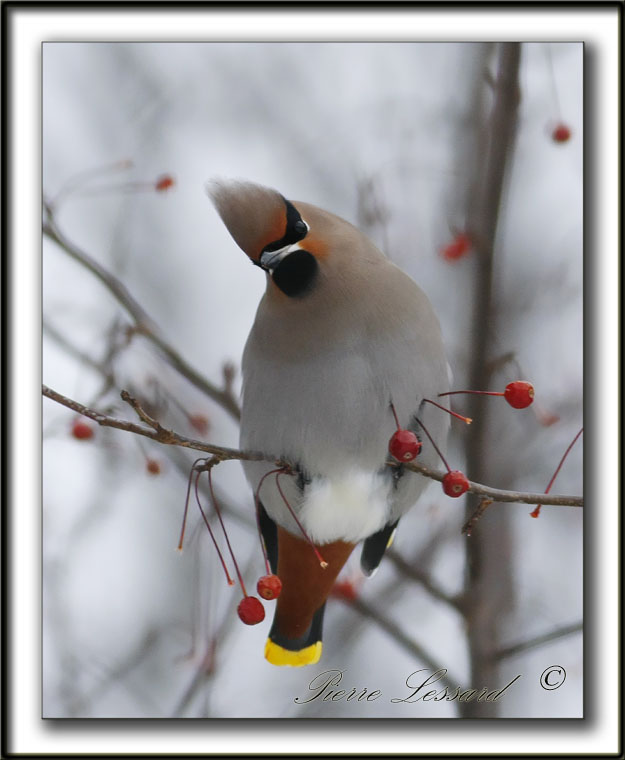 JASEUR BORAL  /  BOHEMIAN WAXWING     _MG_1153a