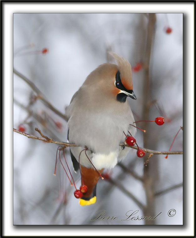 JASEUR BORAL  /  BOHEMIAN WAXWING     _MG_1147a+2