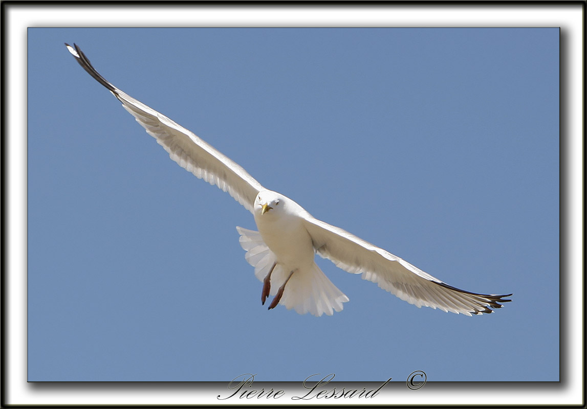 GOLAND ARGENT  /  HERRING GULL    _MG_6842a