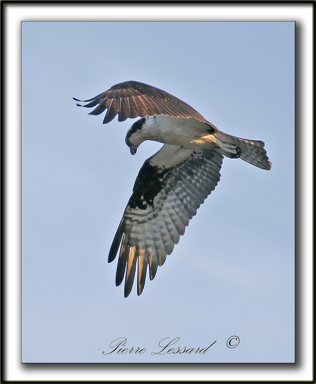 BALBUZARD  PCHEUR  /  OSPREY    _MG_8340a