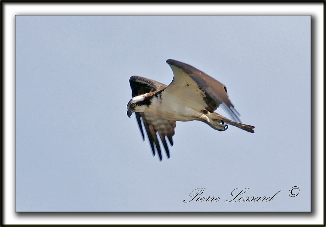 BALBUZARD  PCHEUR  /  OSPREY    _MG_8575a