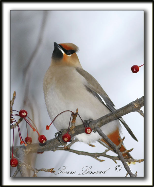 JASEUR BORAL  /  BOHEMIAN WAXWING     _MG_1213d + 190