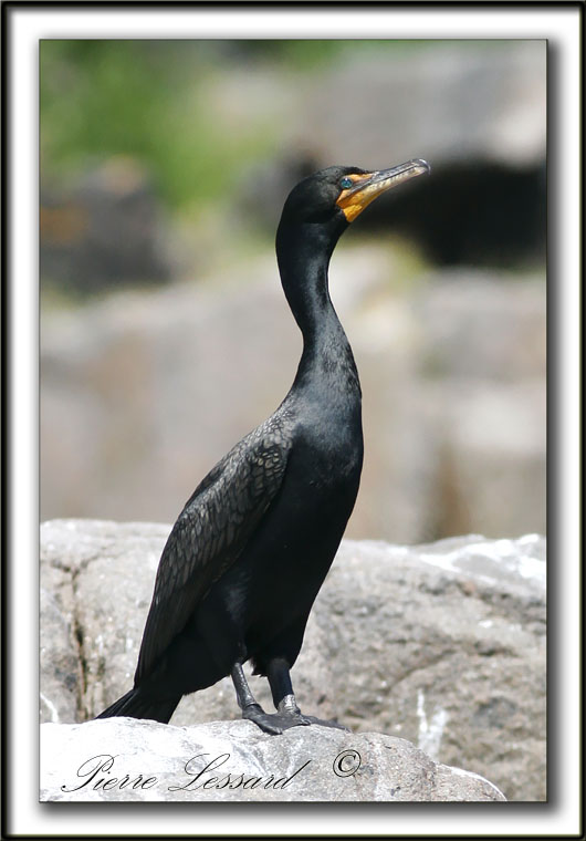 CORMORAN  AIGRETTES   Sept-Iles   /   DOUBLE-CRESTED CORMORANT     _MG_7989a