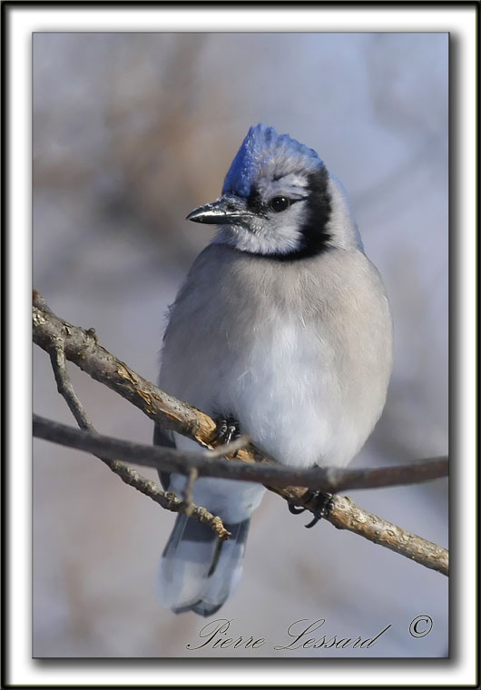  GEAI BLEU  /  BLUE JAY      _MG_0450a