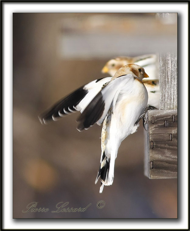 BRUANT DES NEIGES  /  SNOW BUNTING    MG_0474a