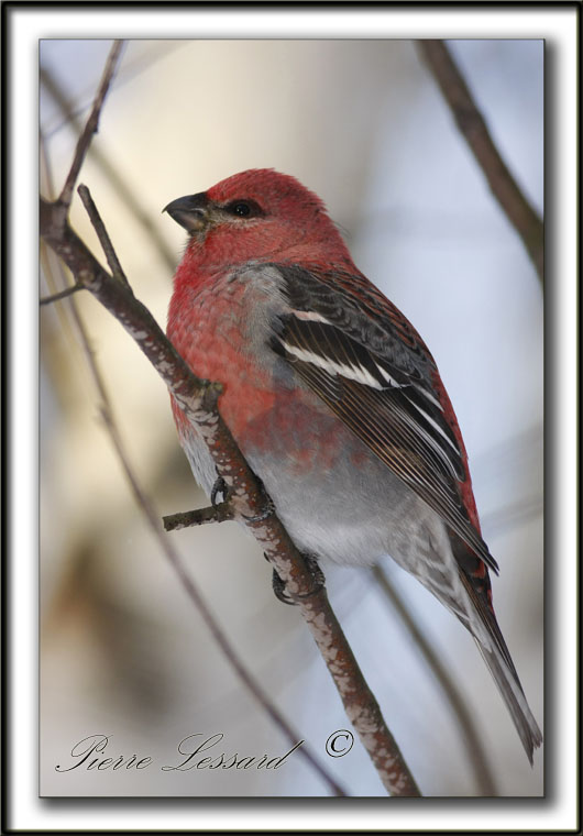 _MG_0558a  -  DUREBEC DES SAPINS  femelle  /  PINE GROSBEAK female