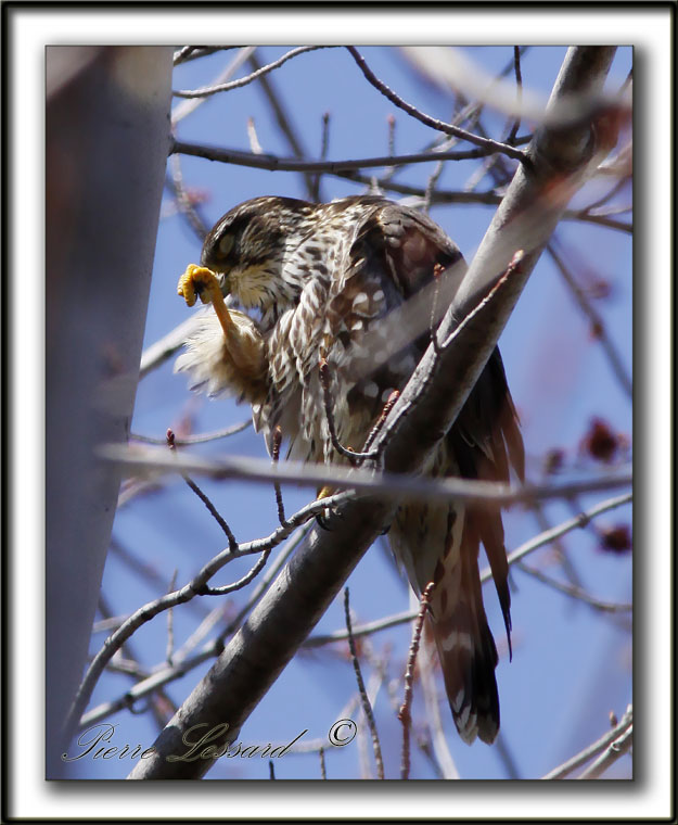 FAUCON MERILLON   /   MERLIN     _MG_9625a