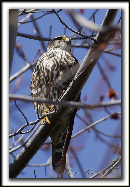 FAUCON MERILLON   /   MERLIN     _MG_9578a
