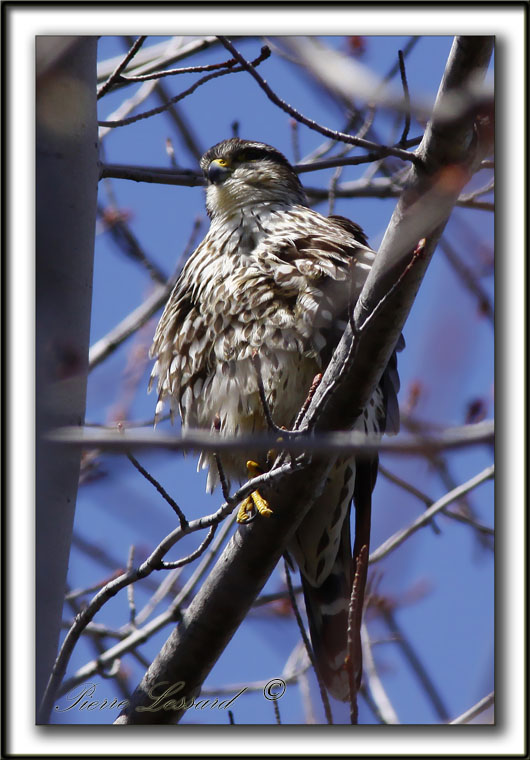 FAUCON MERILLON   /   MERLIN     _MG_9564a