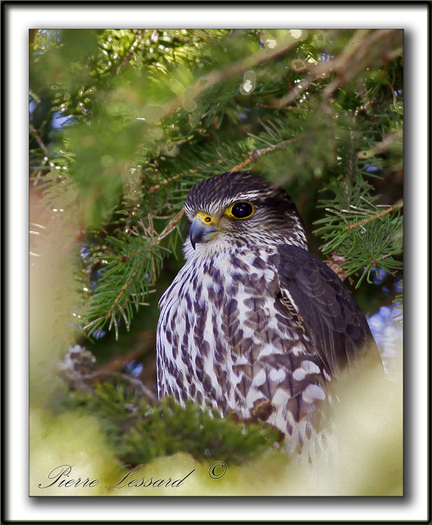 FAUCON MERILLON   /   MERLIN     _MG_9498a