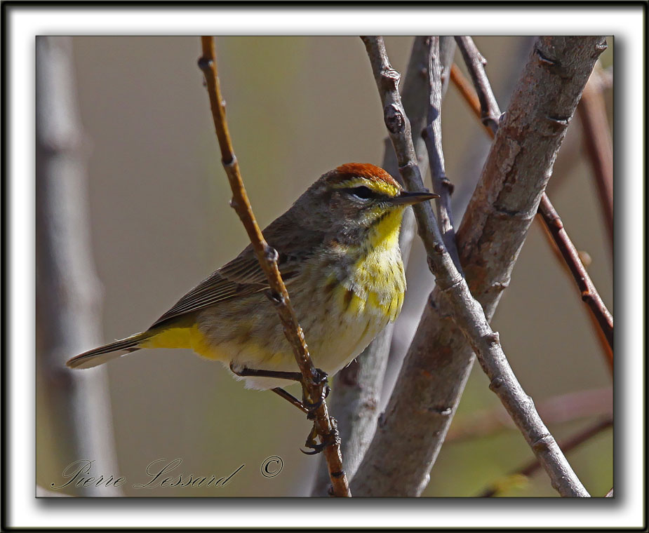 PARULINE  COURONNE ROUSSE au printemps  /  PALM WARBLER in spring time    _MG_0424b