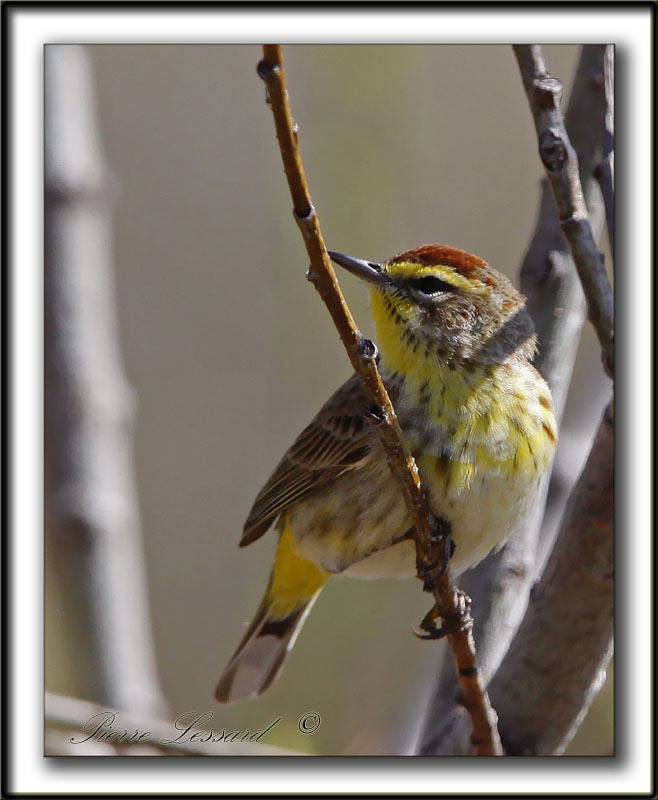 PARULINE  COURONNE ROUSSE au printemps  /  PALM WARBLER in spring time    _MG_0428a