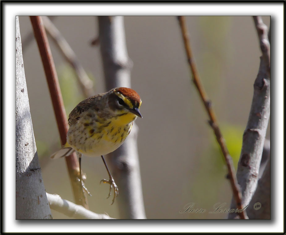 PARULINE  COURONNE ROUSSE  /  PALM WARBLER   _MG_0416a